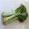 GMP Manufacturer Asparagus Root Extract ,Asparagus lettuce Extract,Asparagus lettuce Extract